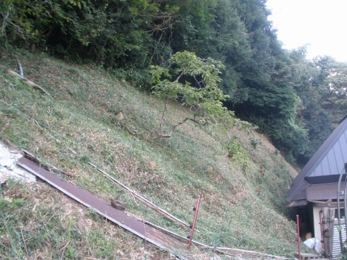 裏山の草刈